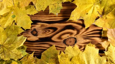 Sonbahar arkaplanı. Sarı akçaağaç yaprağı, ahşap arka planda izole edilmiş. Sonbahar kompozisyonu. Düz yatış, üst manzara. Mesaj için yer, logo. Yakın plan. Yaprak sonbahar sezonu. seçici odak