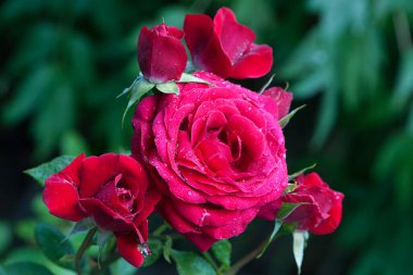 Kırmızı gül çiçeği arkaplanı. Bahçedeki çalılıkta kırmızı güller, yakın plan. Yağmurdan ya da sabah çiğ tanesinden sonra su damlatan kırmızı gül çiçeği. Kırmızı gül, sihir, bitki bakımı, peyzaj, bir kız için tatil hediyesi.