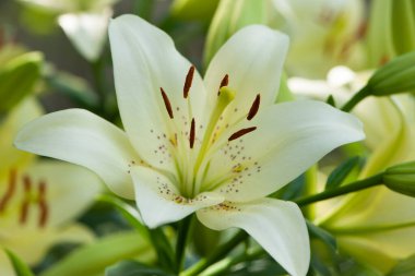 Lilium. Beyaz zambak tarlası. Güzel zambak çiçeği, yakın plan. Bahçedeki çiçek tarhında narin beyaz zambaklar. Çiçek arkaplanı. Bulanık yeşil arka plan. Yaz bahçesi