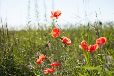 Baharda papaver rhoeas gelincik çiçeği tarlası. Kırmızı gelincik yazın bir tarlada açar, kırmızı gelincik çiçekleri. Yeşil ot tarlasında kırmızı haşhaş, doğal arka plan, yakın plan.