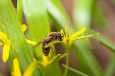 bee. Gagea. bee on early spring goose flowers. a European or western honey bee sits on a yellow flower. bee collects nectar on yellow meadow flowers with green leaves on. nature, spring, macro photo clipart