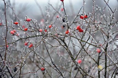 Ormandaki bir dalda kırmızı gül kalçaları. Kış zamanı, dondaki gül ağacı çalısı. Soğuk kış arka planı. Kış ayazında böğürtlen. Doğada güzellik, ormanda böğürtlen...
