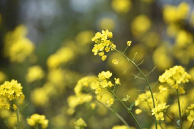 Tecavüz tohumu. Brassica napus. Güneşli yaz gününde çiçek açıyorlar. Sarı çiçek, bulanık doğal arka planda izole edilmiş. Avrupa 'da ya da Asya' da tarım. Çiçek arkaplan, yakın plan.