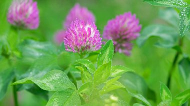 Kırmızı Yonca, Trifolium pratense, tipik bir çayır ortamında. Narin bir çiçek, açık yeşil bir arka planda, yağmurdan sonra damlalar, sabah çiyleri, yapraklarda nem. makro doğa.