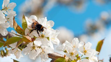 Çiçek açan bir ağaçtaki yaban arısı. Bal arıları ağaçların beyaz çiçeklerini döllüyor, yakın çekim, makro çekim. Nektar topluyorum. Doğadaki böcekler, bahar mevsimi. Meyve bahçesinin çiçeklerinde yabanarısı
