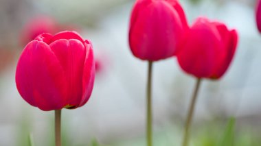 Tulipa. Kırmızı laleler. Bahçedeki bir çiçek tarlasında açan güzel çiçekler. Hassas kırmızı laleler. Çiçekli tatil geçmişi, yakın plan, bokeh. Bahar çiçekleri