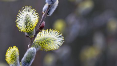 Tüylü sarı çiçekler söğüt dalında çiçek açar. Bahar ormanındaki bir dalda söğüdün sarı çiçekleri. Güzel bir bahar arkaplanı. Doğa, bokeh, yakın plan, Makro fotoğraf, metin