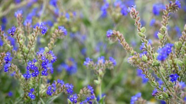 Anchusa officinalis ve beyaz papatya tarlasından narin bir çiçek. Çiçek mevsimi. Kır çiçekleri. Şifalı bitkiler. Doğanın güzelliği. Yakın plan. Mavi kır çiçeği