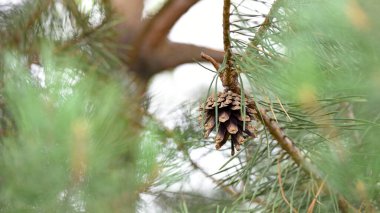 Çam ağacında çam kozalağı. Pinus. İzole edilmiş çam. Açık doğal arka planda izole edilmiş kozalaklı çam dalı. Ormandaki ya da parktaki kozalaklı ağaç dalları, yakın plan.