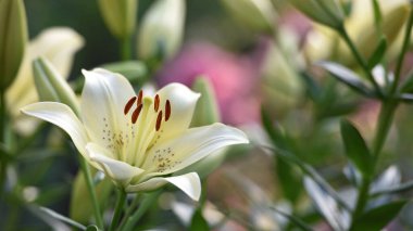 Lilium. Beyaz zambak tarlası. Güzel zambak çiçeği, yakın plan. Bahçedeki çiçek tarhında narin beyaz zambaklar. Çiçek arkaplanı. Bulanık yeşil arka plan. Yaz bahçesi