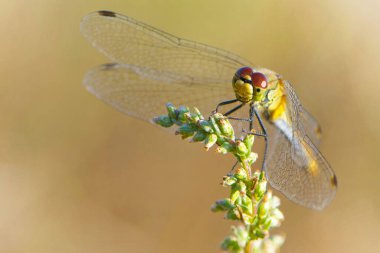 Sympetrum vulgatum. Bir dalda büyük, güzel bir yusufçuk, yeşil bitki, yakın plan. Yusufçuk tarladaki çimlerin üzerinde oturur. Büyük gözlü yusufçuk. Küçük yırtıcı. makro doğa