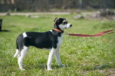 Siyah beyaz köpek. Tasmalı küçük siyah beyaz köpek yavrusu. Yeşil çimlerin üzerinde yürür. Güzel köpek, yürüyen hayvanlar. Arkadaşlık kavramları, eğitim, veteriner tıbbı. evcil hayvan
