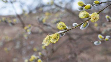 Tüylü sarı çiçekler söğüt dalında çiçek açar. Bahar ormanındaki bir dalda söğüdün sarı çiçekleri. Güzel bir bahar arkaplanı. Doğa, bokeh, yakın plan, Makro fotoğraf