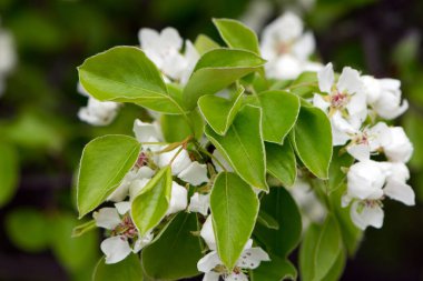 Armut. Bahçede çiçek açan ağaç. Bir dalda taze yapraklar, bahçede bahar armudu. Yeşil yapraklar. Bahar geldi. Yeşil arka planda çiçek açan armut dalları. Yakın plan. Ormanda armut