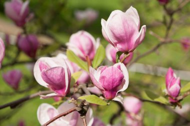 Manolya. Bahar manolyası çiçekleri, doğal soyut yumuşak çiçek arkaplanı. Güzel çiçekler, narin manolyalar, bahçede ya da parkta. Yeşil doğal arka planda pembe çiçek. yakın plan