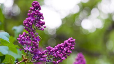 Leylak çiçekleri bahar manzarası. Bahar leylak çiçekleri. Leylak çiçek açar. Güzel bir demet leylak. Çiçekli bahar arkaplanı. Bahçedeki ya da parktaki narin kokulu çiçekler. yakın plan