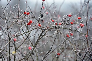 Ormandaki bir dalda kırmızı gül kalçaları. Kış zamanı, dondaki gül ağacı çalısı. Soğuk kış arka planı. Kış ayazında böğürtlen. Doğada güzellik, ormanda böğürtlen...