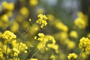 Tecavüz tohumu. Brassica napus. Güneşli yaz gününde çiçek açıyorlar. Sarı çiçek, bulanık doğal arka planda izole edilmiş. Avrupa 'da ya da Asya' da tarım. Çiçekli arka plan, yakın plan. yumuşak odak