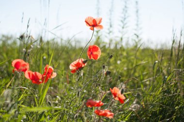 Baharda papaver rhoeas gelincik çiçeği tarlası. Kırmızı gelincik yazın bir tarlada açar, kırmızı gelincik çiçekleri. Yeşil ot tarlasında kırmızı haşhaş, doğal arka plan, yakın plan.
