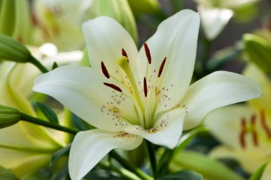 Lilium. Beyaz zambak tarlası. Güzel zambak çiçeği, yakın plan. Bahçedeki çiçek tarhında narin beyaz zambaklar. Çiçek arkaplanı. Bulanık yeşil arka plan. Yaz bahçesi