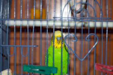 Budgie. Papağan. Yeşil muhabbet kuşu kafeste oturur. Evcil kuş. Kuş kafesinde muhabbet kuşu. Tüylerin sarı-yeşil rengi, odaklanma, yakın plan. Küçük evcil kuş. Bir papağanın gagası..