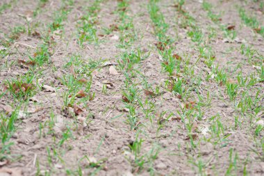 Olgunlaşmış kış tahılları, kış tahıl tarlaları. Toprakta küçük bir bitki, yeşil bir filiz. Ekoloji. Küçük bitkiler. İlkbahar, işe başlama, tarım, yakın çekim. Tarla ekimi. hasat, seçici odaklanma