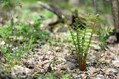 Renkli eğreltiotu yaprakları yeşil yapraklar güneş ışığında doğal çiçek eğreltiotu arkaplanı. Yeşil eğreltiotu yaprakları ormandaki arka plan için. Doğal yeşil eğreltiotu yaprakları ormandaki dokuyu kapatır.