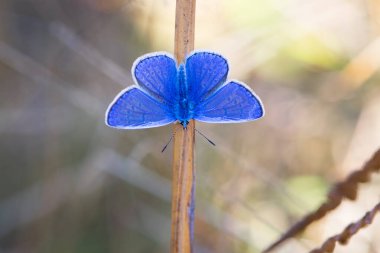 Polyommatus icarus. Mavi kelebek kuru çimenlerde oturur. Normal mavi kelebek doğal arka planda, kuru çimenlerde, samanlıkta izole olur. Yumuşak odaklı, yakın plan. Vahşi doğadaki böcekler. makro fotoğraf