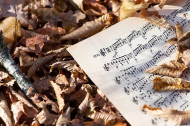 Müzik notaları. Müzik notaları ve yapraklar. Güzel sonbahar arkaplanı. Yaratıcılık kavramı, sonbahar melodisi. Parkta ya da bahçede kuru yapraklar, notalı kağıt çarşaf. yakın plan
