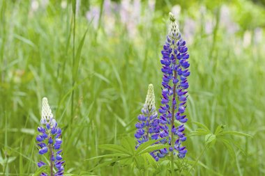 Narin mavi çiçekleri ve yeşil çimlerin arasında açan güzel yaprakları olan bir çiçek. Narin mor çiçekler. Çiçekli arka plan, doğadaki güzellik. Vahşi çiçekler, çiçek mevsimi