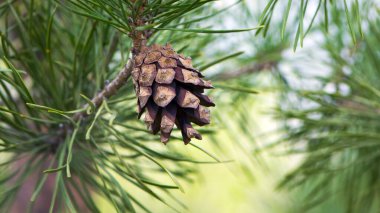 Çam ağacında çam kozalağı. Pinus. İzole edilmiş çam. Açık doğal arka planda izole edilmiş kozalaklı çam dalı. Ormandaki ya da parktaki kozalaklı ağaç dalları, yakın plan.