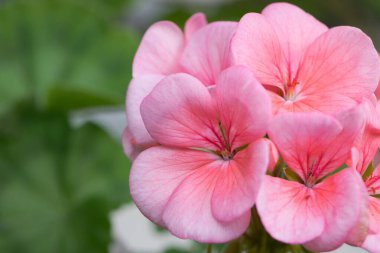 Sardunya. Küçük soluk pembe çiçekler. Çiçek arkaplan. Yeşil bir arka planda saksıda yetişen pembe menekşeler. Bokeh, güzel çiçek, yakın plan. Doğada güzellik, bahçıvanlık, makro fotoğraf.