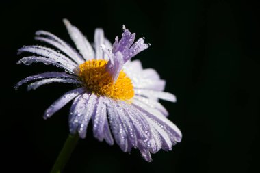 blue chamomile flowers on a black background. chamomile with drops after rain, morning dew, moisture on the petals. Beautiful blue flower. delicate purple chamomile with yellow pollen in the center