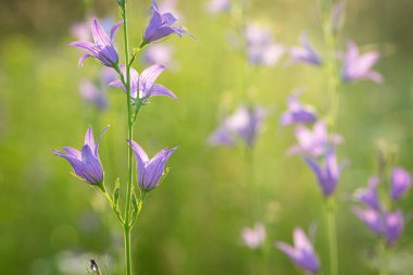 Mor çan çiçeği, Campanula Rapunculoides kır çiçeği. Çok güzel, narin bir çiçek çanı. mor parlak çanlar. Bahçede, çayırda güneşli bir resim. Çiçek arkaplanı, metin için yer