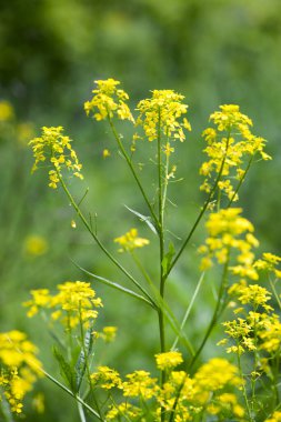 Tecavüz tohumu. Brassica napus. Güneşli yaz gününde çiçek açıyorlar. Sarı çiçek, bulanık doğal arka planda izole edilmiş. Avrupa 'da ya da Asya' da tarım. Çiçek arkaplan, yakın plan.