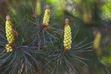 pinus resinosa. Ormandaki bir çam dalında taze kozalaklar. Red Pine, Pinus resinosa, Erkek Polen Konisi, Pinecone, Baharın Başları. Doğal arka plan, tıbbi, güzel kokulu iğneler
