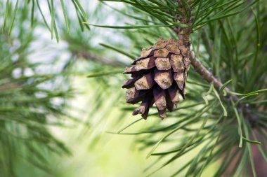 Çam ağacında çam kozalağı. Pinus. İzole edilmiş çam. Açık doğal arka planda izole edilmiş kozalaklı çam dalı. Ormandaki ya da parktaki kozalaklı ağaç dalları, yakın plan.