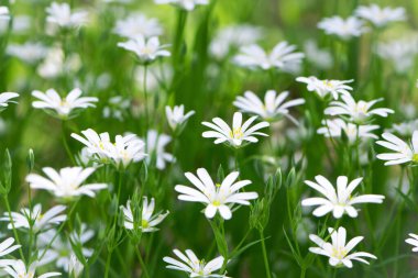Stellaria sanal çayı. Tavuk otunun narin orman çiçekleri, Stellaria holostea ya da Echte Sternmiere. Çiçek arkaplanı. Doğal yeşil arka planda beyaz çiçekler. Yakın plan. yumuşak odak