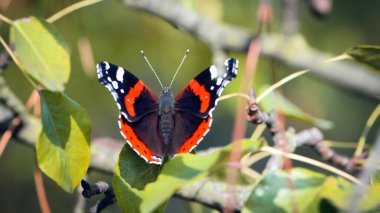 Kelebek Amiral. Yeşil arka plan manzaralı büyük, güzel bir kelebek. Vanessa Atalanta yakın çekim. Turuncu kanatlı güzel büyük kelebek. Vahşi yaşamın makro fotoğrafları, böcekler