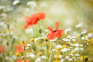 Red poppy. wildflowers. floral background. wild flower, beautiful poppy flower on a blurred background, flower in the grass, and white daisies. nature close-up. spring or summer season clipart