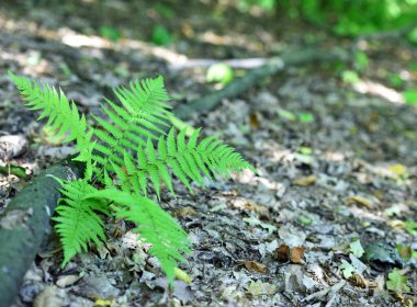 Renkli eğreltiotu yaprakları yeşil yapraklar güneş ışığında doğal çiçek eğreltiotu arkaplanı. Yeşil eğreltiotu yaprakları ormandaki arka plan için. Doğal yeşil eğreltiotu yaprakları ormandaki dokuyu kapatır.