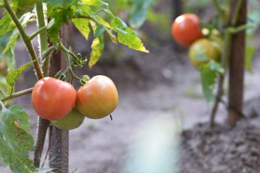 Olgun kırmızı domates yapraklarla büyüyor ve yeşil arka planda bitkiler yetişiyor. Yakın plan domates, olgun sebze, vejetaryen yiyecekler. Bahçedeki sera bitkisi. Yakın çekim