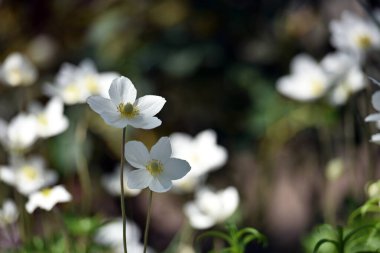 Anemone sylvestris. delicate flowers in the garden, in the flowerbed. floral background. beautiful delicate Anemone sylvestris. white flowers on a natural background. close-up. sunlight. spring season clipart