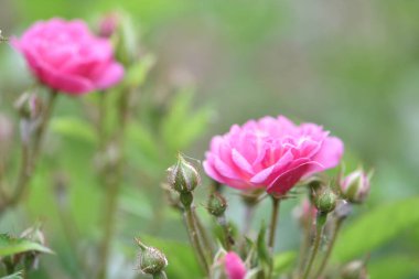 Veilchenblau, gül çiçeği. Bahçedeki çalılıkta pembe güller, yakın plan. Çiçekli İngiliz Rosa Rose Bush 'a tırmanıyor. Bahçedeki çiçek tarhında. Bahar zamanı, narin yaz çiçeği. yakın plan