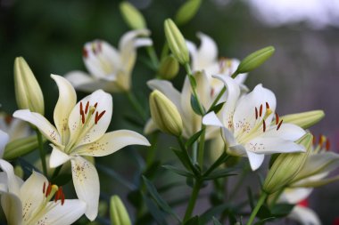 Lilium. Beyaz zambak. Güzel zambak çiçeği, yakın plan. Bahçedeki çiçek tarhında narin beyaz zambaklar. Çiçek arkaplanı. Bulanık doğal arka plan. Yaz bahçesi. Sıcak gün batımı ışığı ya da şafak.