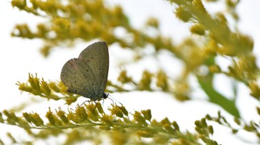 Polyommatus Cyaniris semiargus, blue mazarin. butterfly sitting on a yellow goldenrod flower in a summer field, floral background. yellow wildflowers. macro nature. summer or spring sunny day clipart