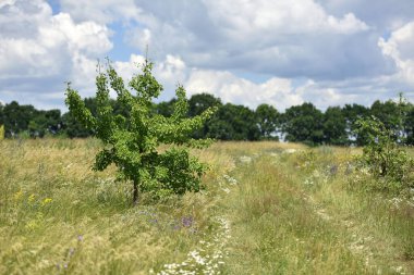 Çiçek açan bir bahar tarlasında ağaç. Genç yeşil ağaç, taze yapraklar. Saha yolu, yazın açan tarla. Kır çiçekleri. Güzel sezon. Ukrayna 'da doğanın güzelliği