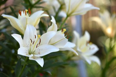 Lilium. Beyaz zambak tarlası. Güzel zambak çiçeği, yakın plan. Bahçedeki çiçek tarhında narin beyaz zambaklar. Çiçek arkaplanı. Bulanık yeşil arka plan. Yaz bahçesi