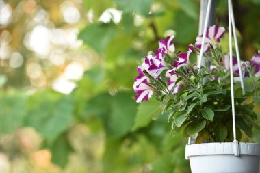 Petunya. Kır bahçesinde bitkilerle dolu plastik bir kap. Beyaz-kırmızı çiçekler. Çiçek açan güzel saksı. Yakın çekim, mesaj için yer. Bahar zamanı, çiçek mevsimi.