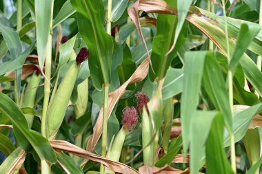 corn cob and green leaves on a field. Corn farm. photo of corn cob in organic corn field. concept of good harvest, agricultural. farmland. agrarian industry. agricultural background. close-up clipart